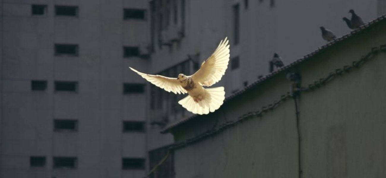 Peace Pigeon