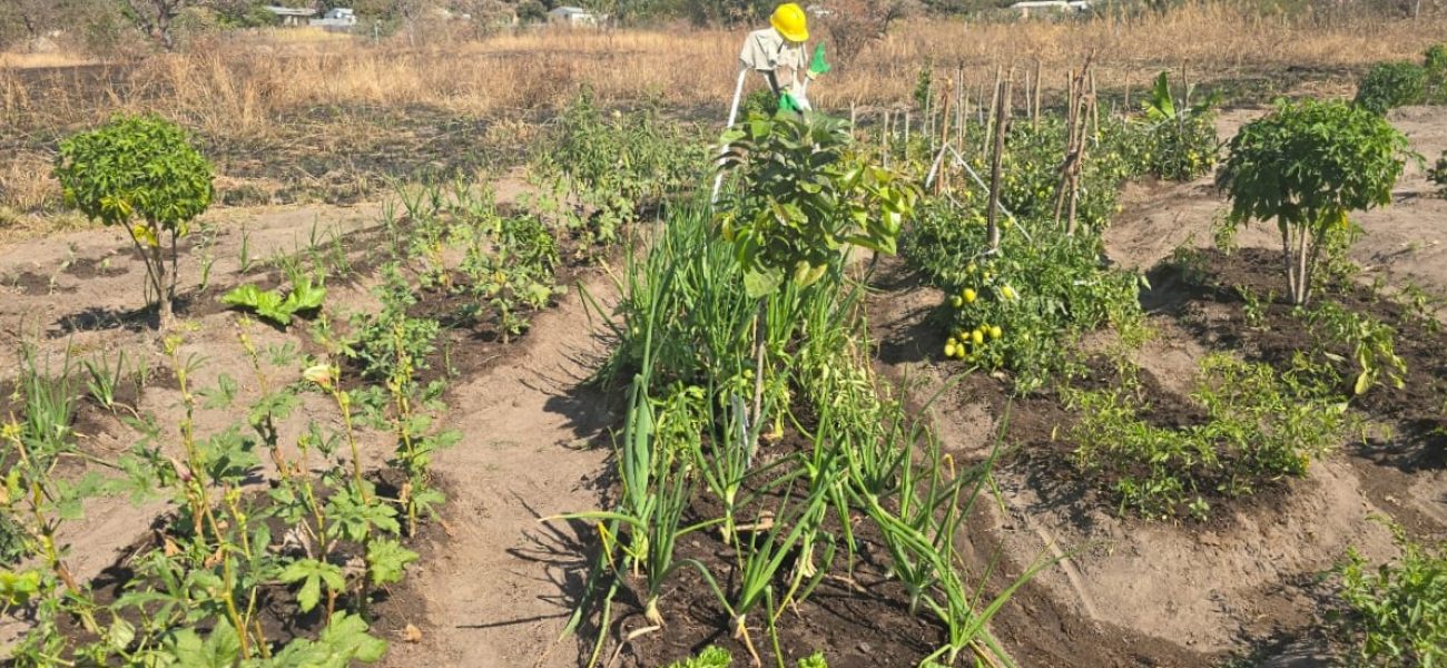 Food Security in Hoedspruit